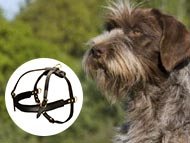 wirehaired-pointing-griffon-harnesses-category