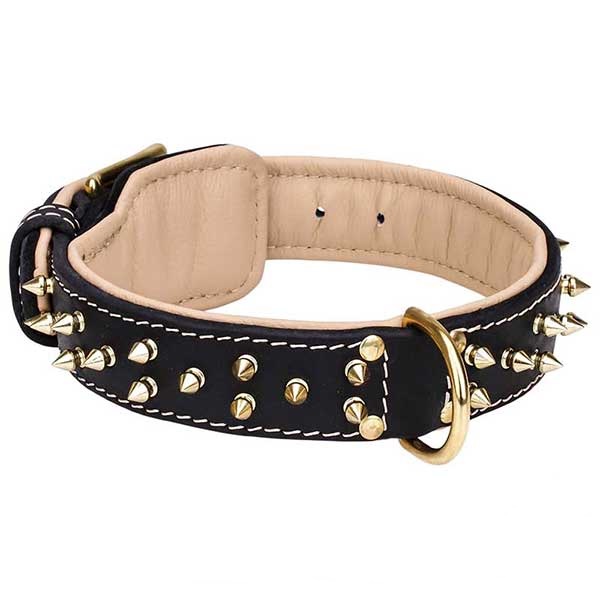 Brass spikes and D-ring on nappa padded leather dog collar