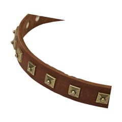 Fancy studded leather dog collar