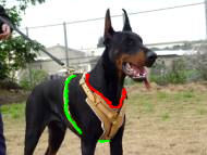doberman dog harness