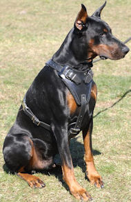 doberman harness