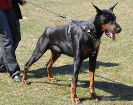 Adjustable Doberman Royal Dog Harness - Exclusive Design Leather Harness