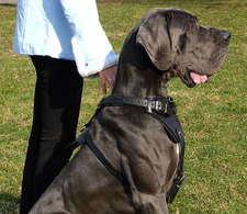 dog-harness-great-dane-leather-dog-harness-dog