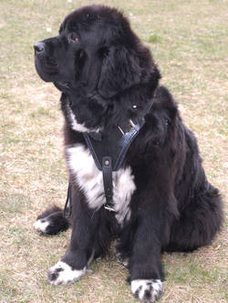 Adjustable Large,best Leather Dog Harness-Newfoundland