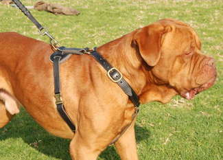 Pulling Tracking dog harness
