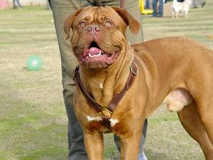 walcking ,Pulling dog harness for dogue de bordeaxe 