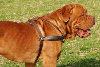 dogue de bordeaux dog harness for dog training