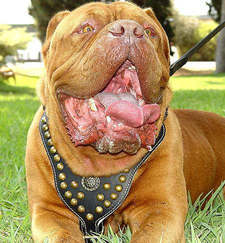 Adjustable Royal Dog Harness - Exclusive Design Studded Leather Harness