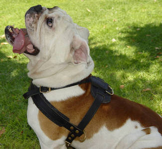 Pulling dog harness for english bulldog