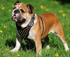 Adjustable British Bulldog Studded Walking dog harness-handmade harness