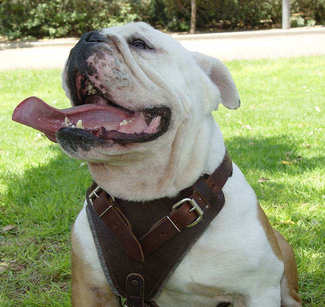 english bulldog dog harness