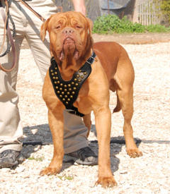 Adjustable French Mastiff Studded Walking dog harness-hand made harness