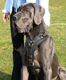 best dog harnes for great dane 