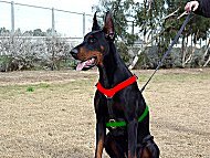 doberman dog harness