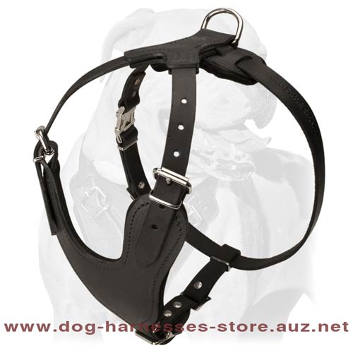 Extraordinary Leather Dog Harness