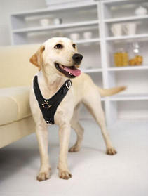 Labrador leather dog harness