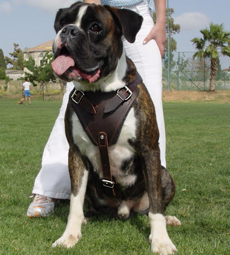 Adjustable Agitation/Protection Leather Dog Harness-Boxer