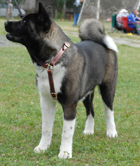 Adjustable Akita Luxury handcrafted dog harness akita inu harness