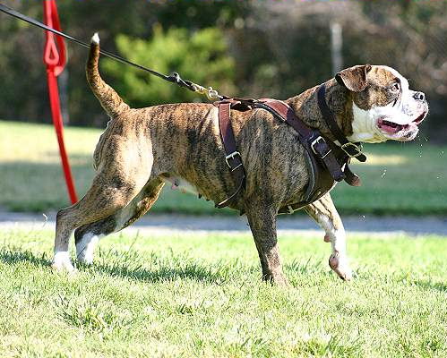 dog training leather harness