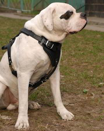 Adjustable Agitation/Protection Leather Dog Harness for American Bulldog