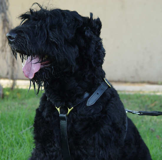 Adjustable Luxury handcrafted dog harness- Black russian terrier