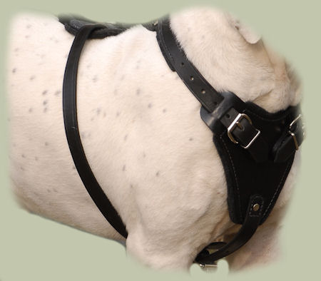 Adjustable English Bull Terrier Dog Harness- Leather Dog Harness for BT