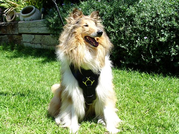 Adjustable Exclusive Luxury Handcrafted Padded Leather Dog Harness-Collie