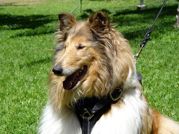 Adjustable Tracking Walking leather dog harness - Collie dog harness