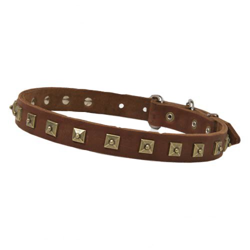 Luxury decorated leather dog collar with attractive brass studs