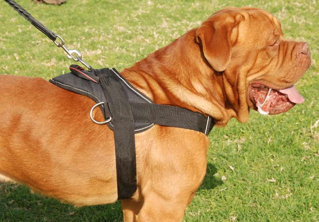 Adjustable Nylon multi-purpose dog harness for tracking/pulling Dogue de