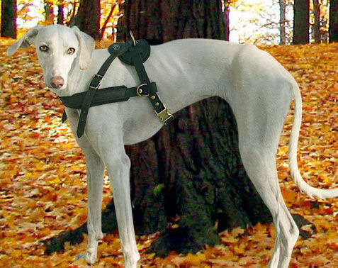 Greyhound Pulling Harness, Leather Dog Harness for Saluki H5