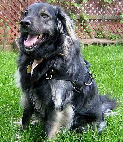 Adjustable Leonberger dog harness - Nylon dog harness for wallking