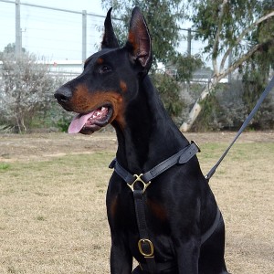 Adjustable Luxury handcrafted dog harness-doberman