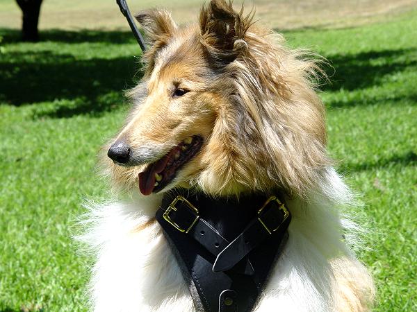 Adjustable Designer best Leather Dog Harness for for Collie- dog harnes