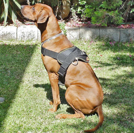 Adjustable Rhodesian Ridge Nylon dog harness pulling(multi-purpose harness) - Click Image to Close