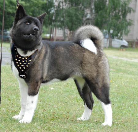 Adjustable Studded Walking dog harness to fit Akita Inu