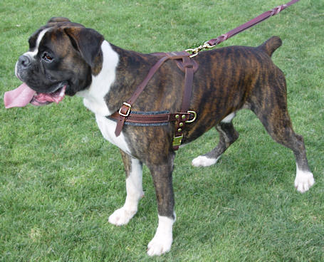 Adjustable Tracking/Pulling Leather Dog Harness- Boxer harness