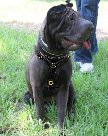 Adjustable Sharpei Tracking Walking leather dog harness to fit Shar-Pei - Click Image to Close