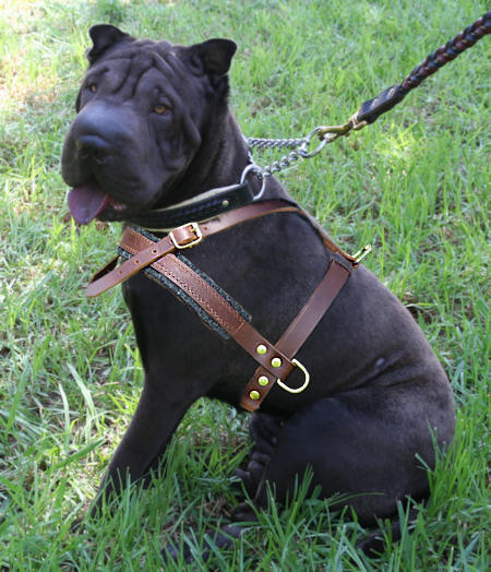 Adjustable Sharpei Pulling/Tracking Leather Dog Harness-Shar pei harness