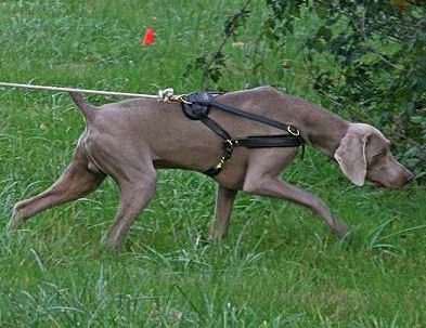 Adjustable Weimaraner dog harness- Tracking,Sled Leather Dog Harness - - Click Image to Close