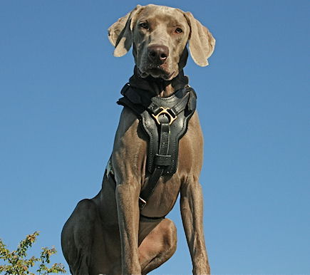 Adjustable Exclusive Handcrafted Padded Leather Dog Harness for Weimaraner