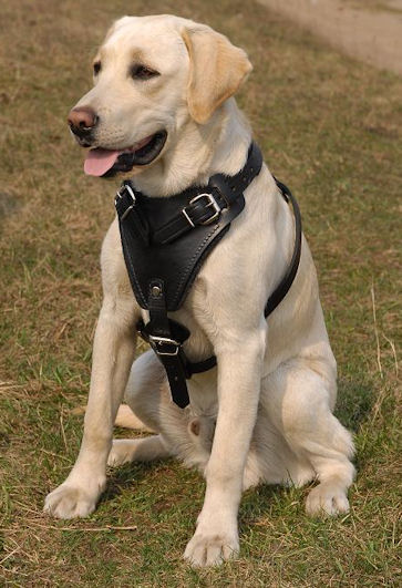 Adjustable Walking Leather Dog Harness for  Labrador Retriever