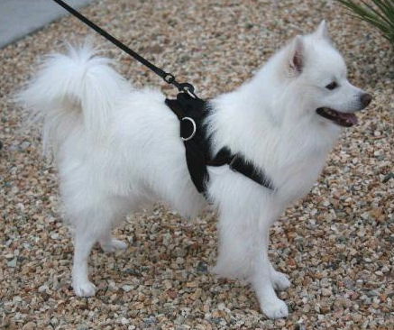 small Adjustable Nylon dog harness with handle and 3 D rings for leshes - small harness for small breeds like American Eskimo
