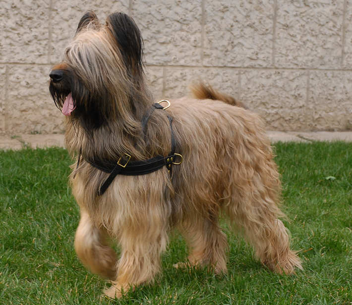 Adjustable Tracking/Pulling Leather Dog Harness- Briard harness
