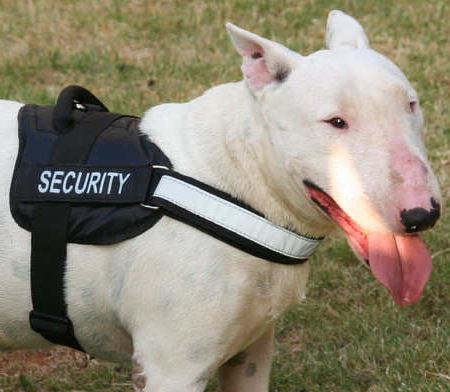 Adjustable Bull Terrier All Weather Reflective Dog Harness - Click Image to Close