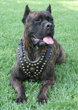Adjustable Royal Dog Harness - Exclusive Design Studded Leather Harness - Click Image to Close