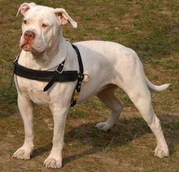 Adjustable Tracking/Pulling Leather Dog Harness- American Bulldog harness