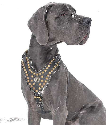 Adjustable Royal Dog Harness - Exclusive Design Studded Leather Harness