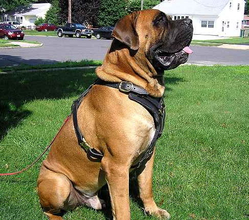 Adjustable Big Exclusive Padded Leather Dog Harness for Mastiff mix