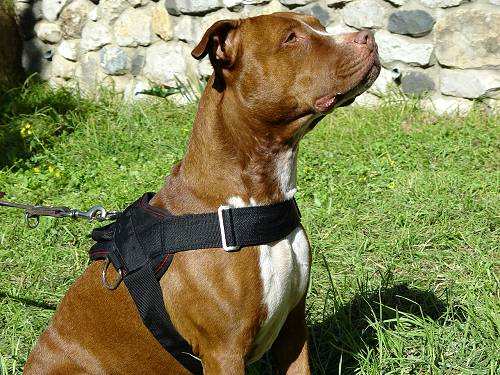 Adjustable Nylon multi-purpose dog harness for tracking / pulling